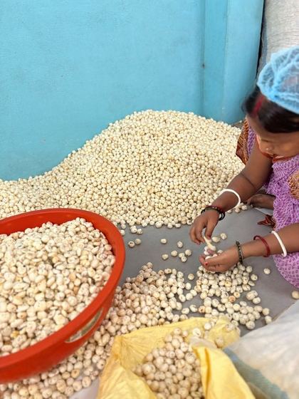 Grading, sorting & handpicking - photo 2