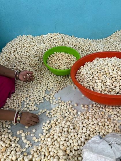 Grading, sorting & handpicking - photo 4